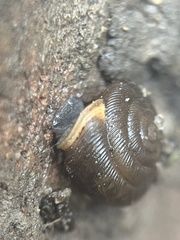 Triodopsis hopetonensis