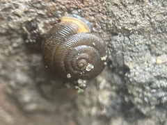 Triodopsis hopetonensis