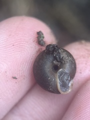 Triodopsis hopetonensis