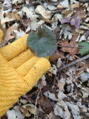 Caltha palustris