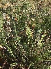 Achillea filipendulina