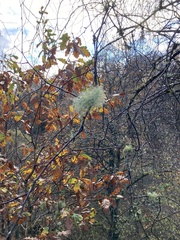 Usnea hirta