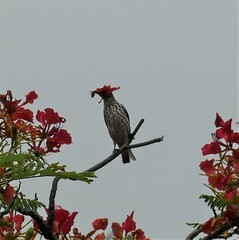 Cinnyricinclus leucogaster