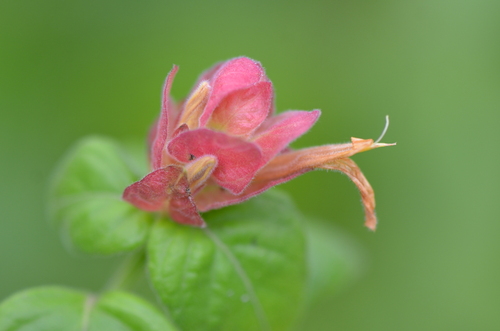 Justicia brandegeeana