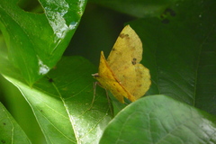 Erastria decrepitaria