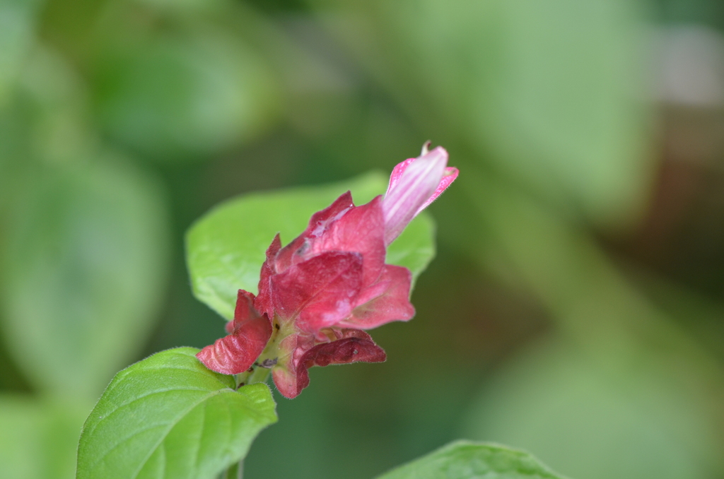 Justicia brandegeeana, 600 Sunset Dr, McAllen, TX 78503, USA