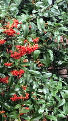 Pyracantha coccinea