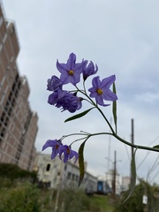 Solanum amygdalifolium