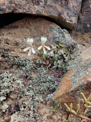 Pelargonium stipulaceum