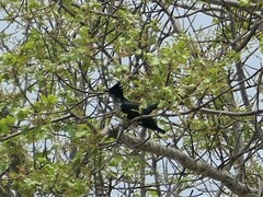 Clamator levaillantii