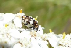 Anthrenus pimpinellae