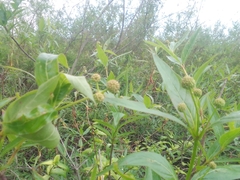 Phyllanthus sellowianus