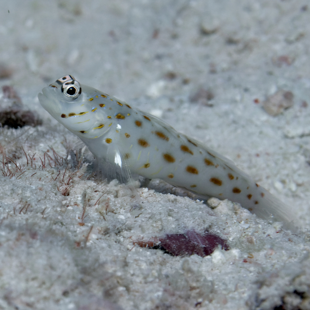 Seychelles Shrimpgoby