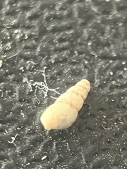 Cochlicopa lubrica