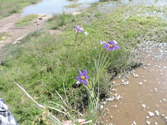 Sisyrinchium scabrum