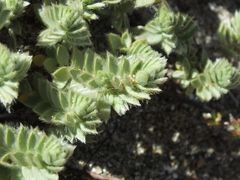 Pimelea lyallii