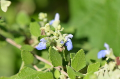 Salvia ballotiflora