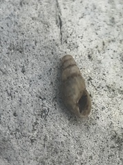 Cochlicopa lubrica