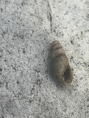 Cochlicopa lubrica