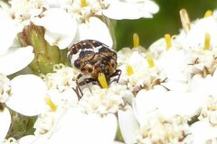 Anthrenus pimpinellae