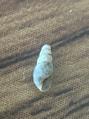 Cochlicopa lubrica