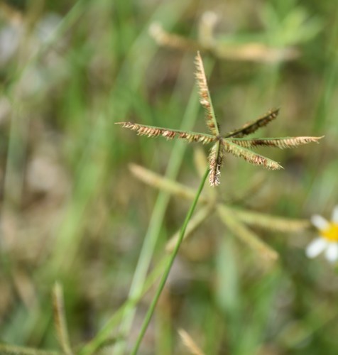Dactyloctenium aegyptium iNat (3)