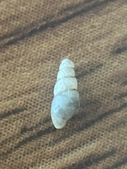 Cochlicopa lubrica