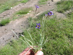 Sisyrinchium scabrum