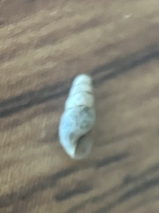 Cochlicopa lubrica