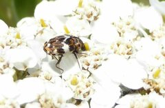 Anthrenus pimpinellae