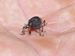 Heilipodus erythrorhynchus