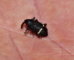 Heilipodus erythrorhynchus