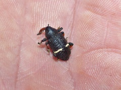 Heilipodus erythrorhynchus