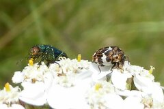 Anthrenus pimpinellae