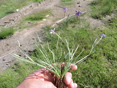 Sisyrinchium scabrum