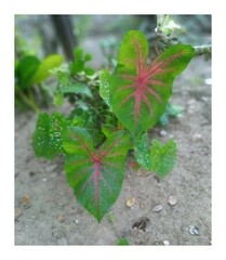 Caladium bicolor