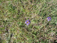 Sisyrinchium scabrum