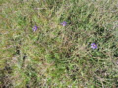 Sisyrinchium scabrum