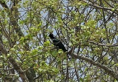 Clamator levaillantii