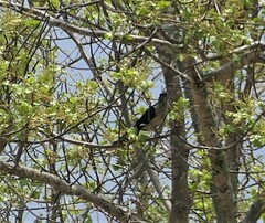 Clamator levaillantii