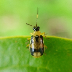 Diabroticina