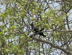 Clamator levaillantii