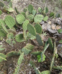 Opuntia gilvescens