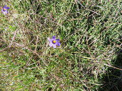 Sisyrinchium scabrum