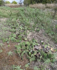 Opuntia gilvescens