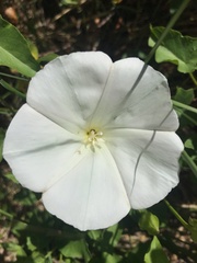 Calystegia macrostegia macrostegia