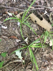 Hypoxis