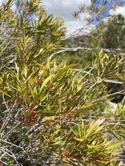 Metrosideros angustifolia