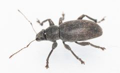 Brachyderes incanus