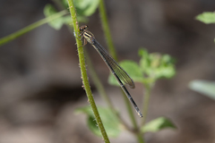Pseudagrion ignifer